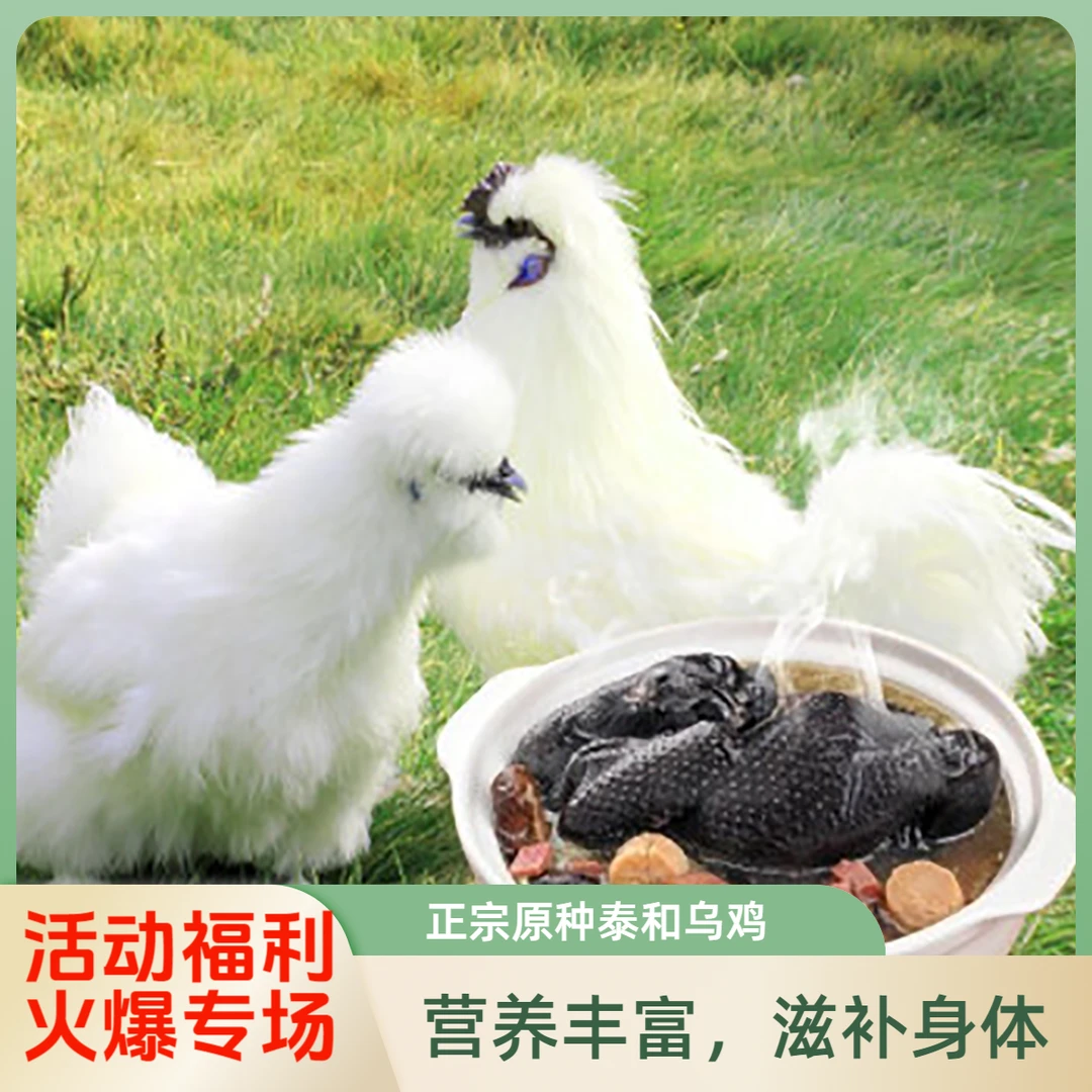 江西正宗原种泰和乌鸡 活动福利 新鲜鲜嫩林下散养 顺丰包邮到家！