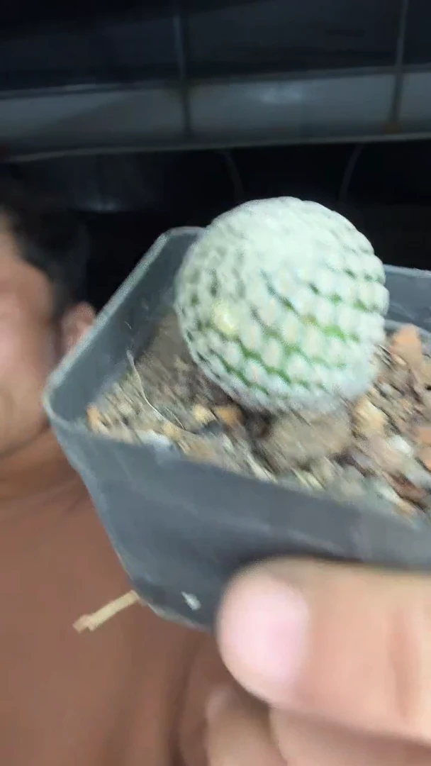 实生白斜子15.99