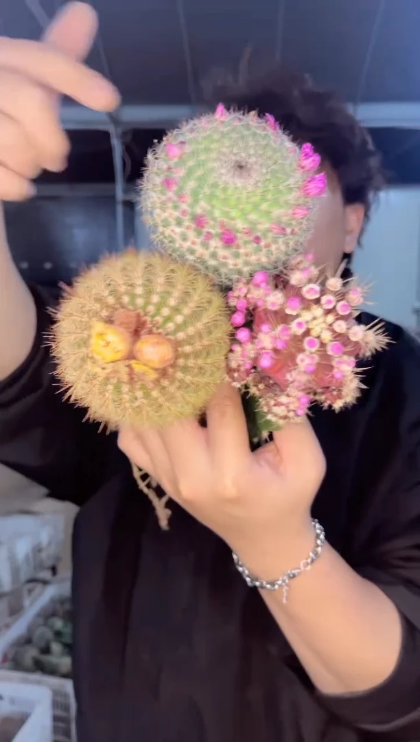 【闪购商品】大南国玉+大玉翁+紫牡丹【嫁接】