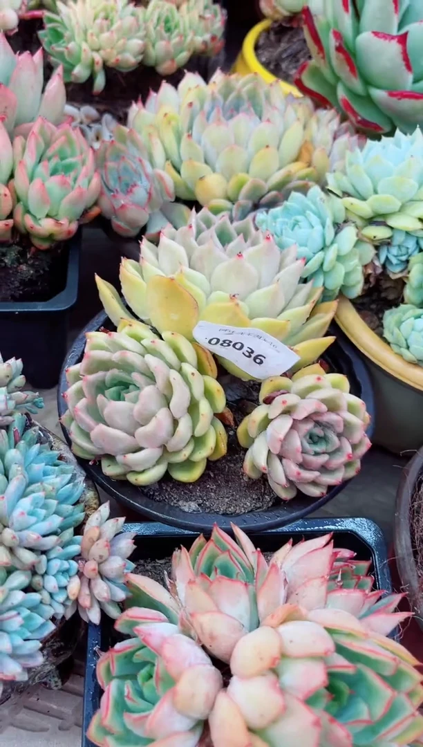 08036多肉植物一物一拍