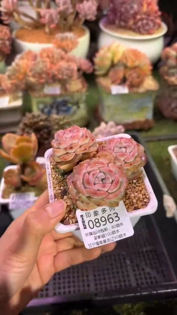 【闪购商品】08963