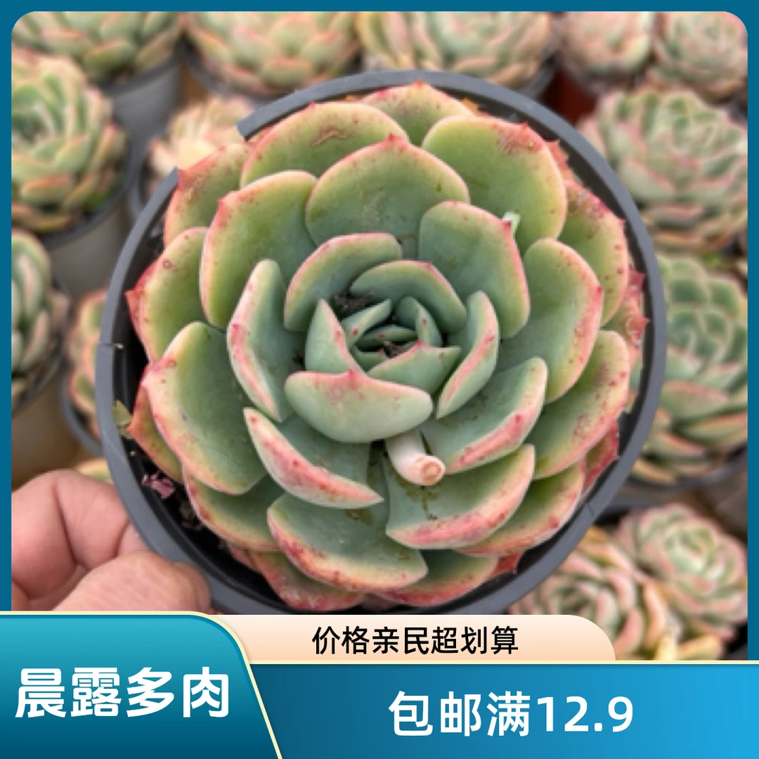 晨露多肉植物   全场满12.9包邮不满到付，偏远地区满200包邮