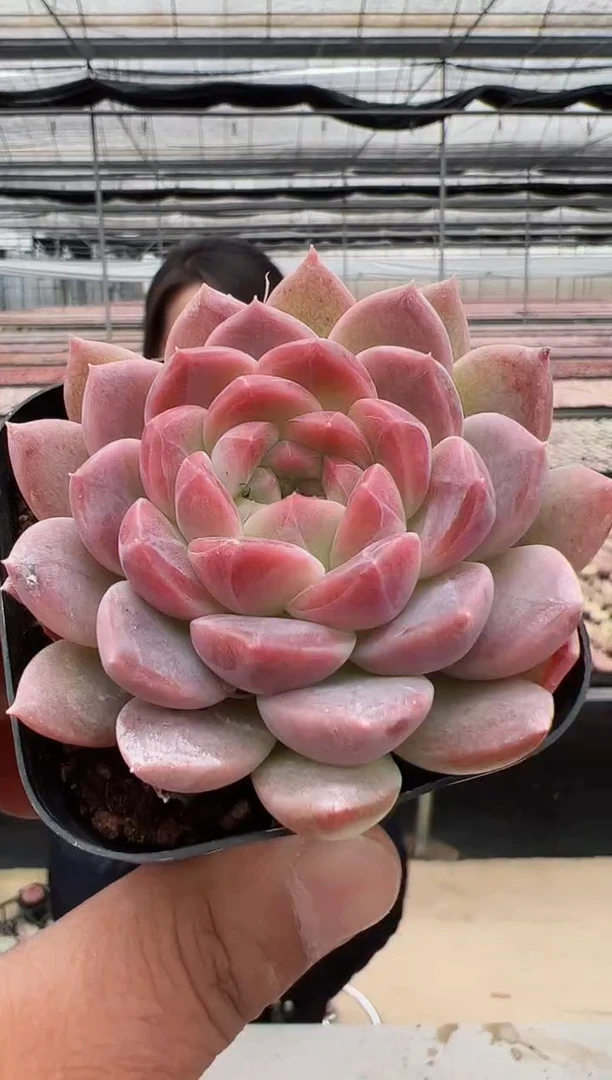 【闪购商品】福利款多肉（红韵）86