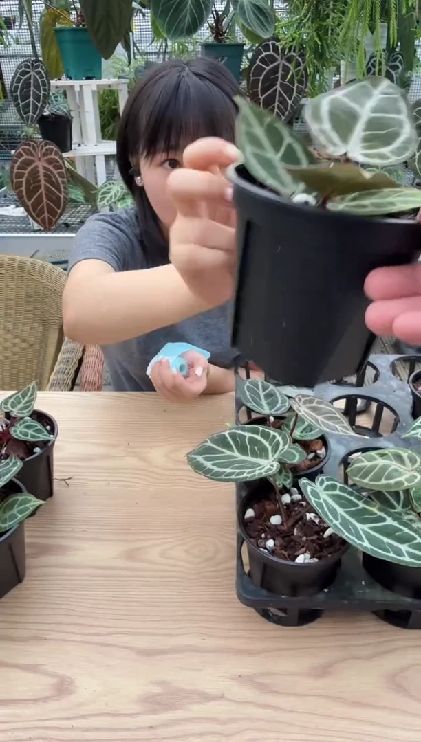 完全开放834  红虎