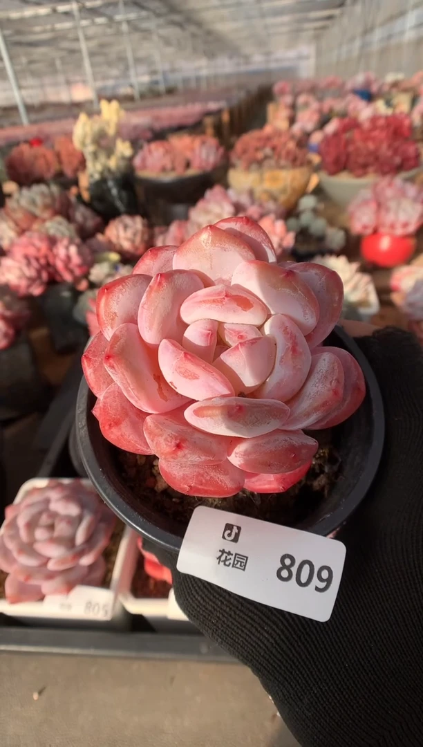 809粉星影多肉植物一物一拍