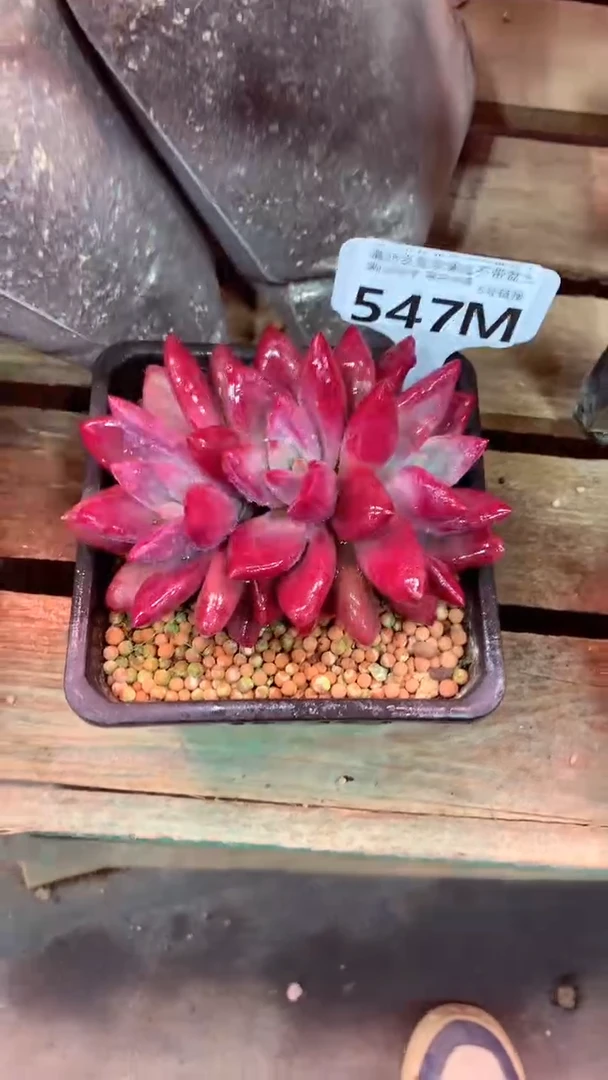 d****m547M（一物一拍，精品多肉，所见即所得 ）