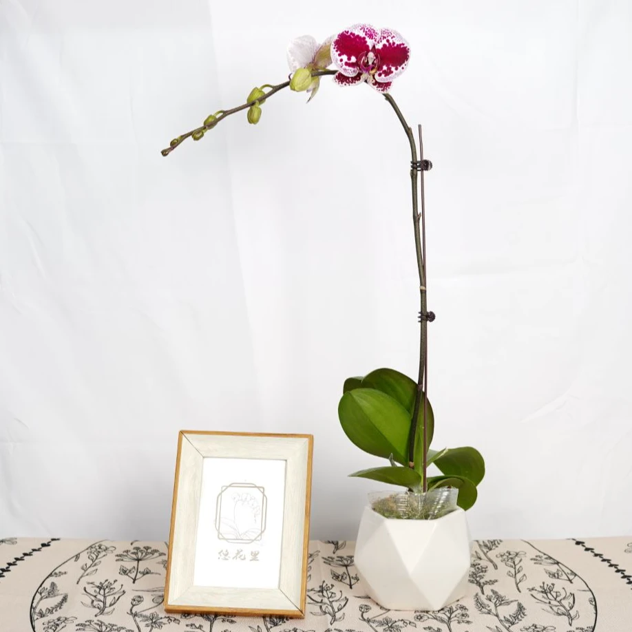 悠花里蝴蝶兰【锦瑟】3.0寸带花带花苞开花珠发货