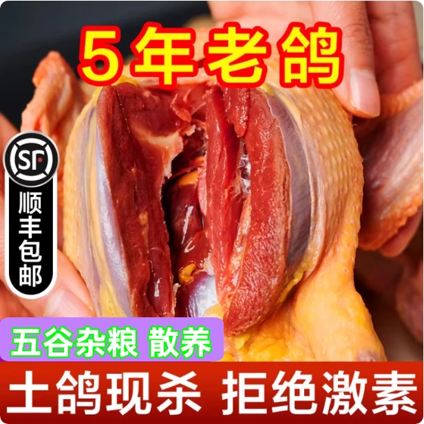 霞姐养5年的【老鸽】 新鲜现杀散养老土鸽5年老鸽子肉 炖汤
