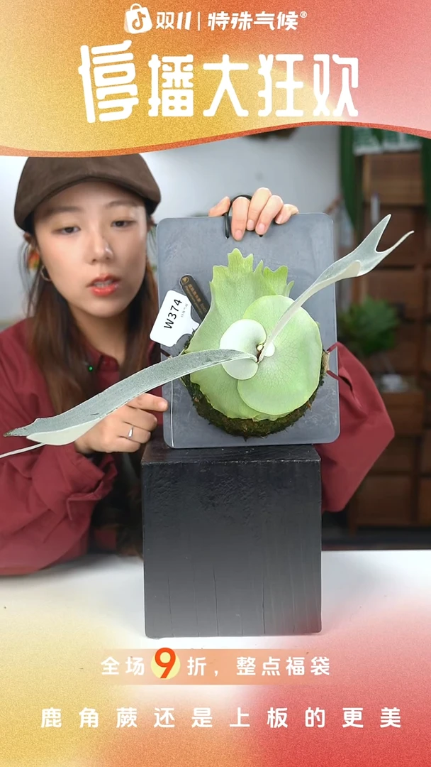 不开花植物W374-皮陈侧芽