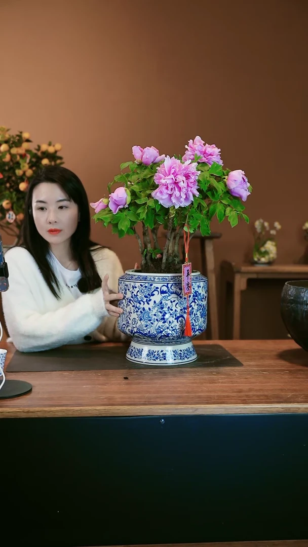 【闪购商品】盆景牡丹花 高脚