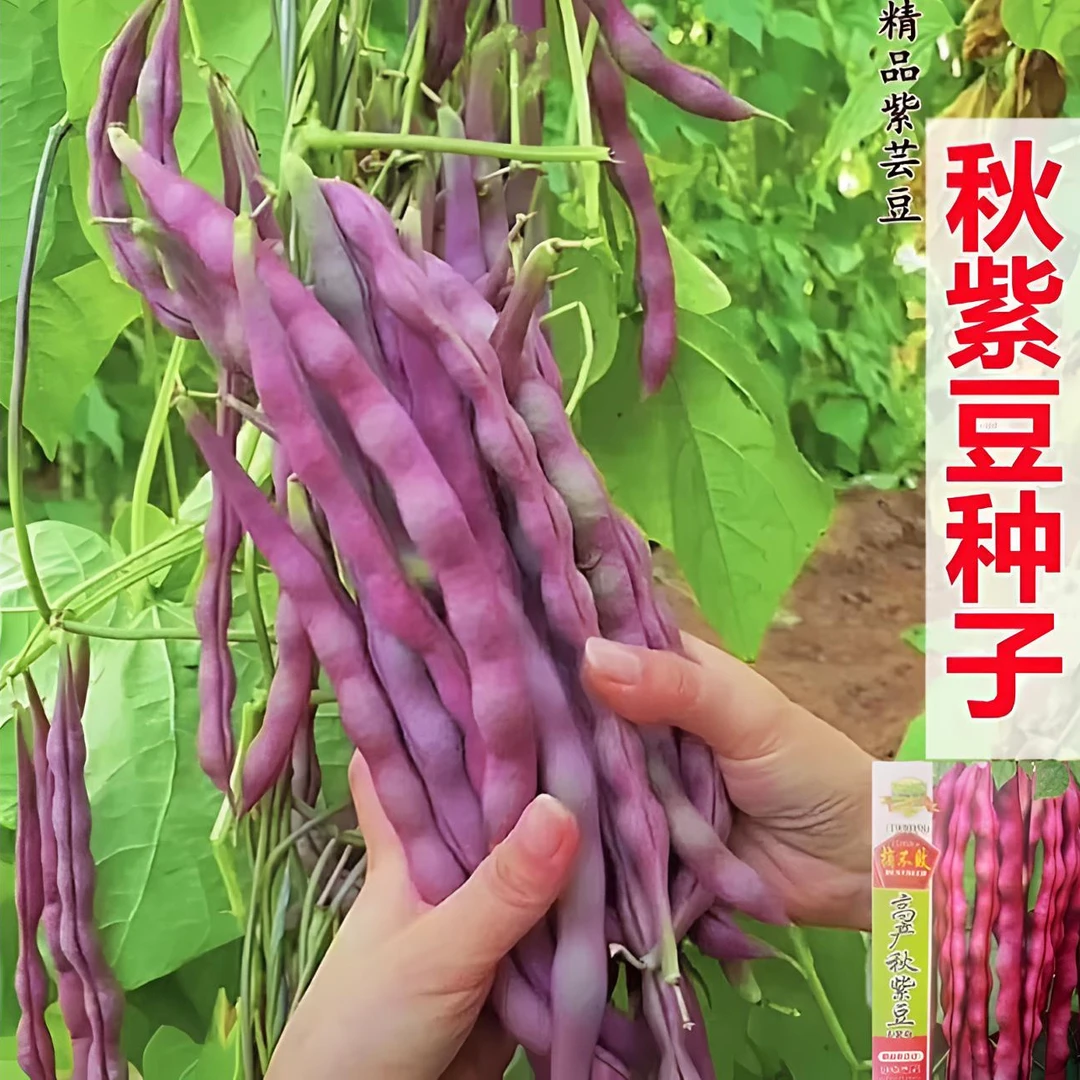 【摘不败紫架豆种子】蔬菜种子