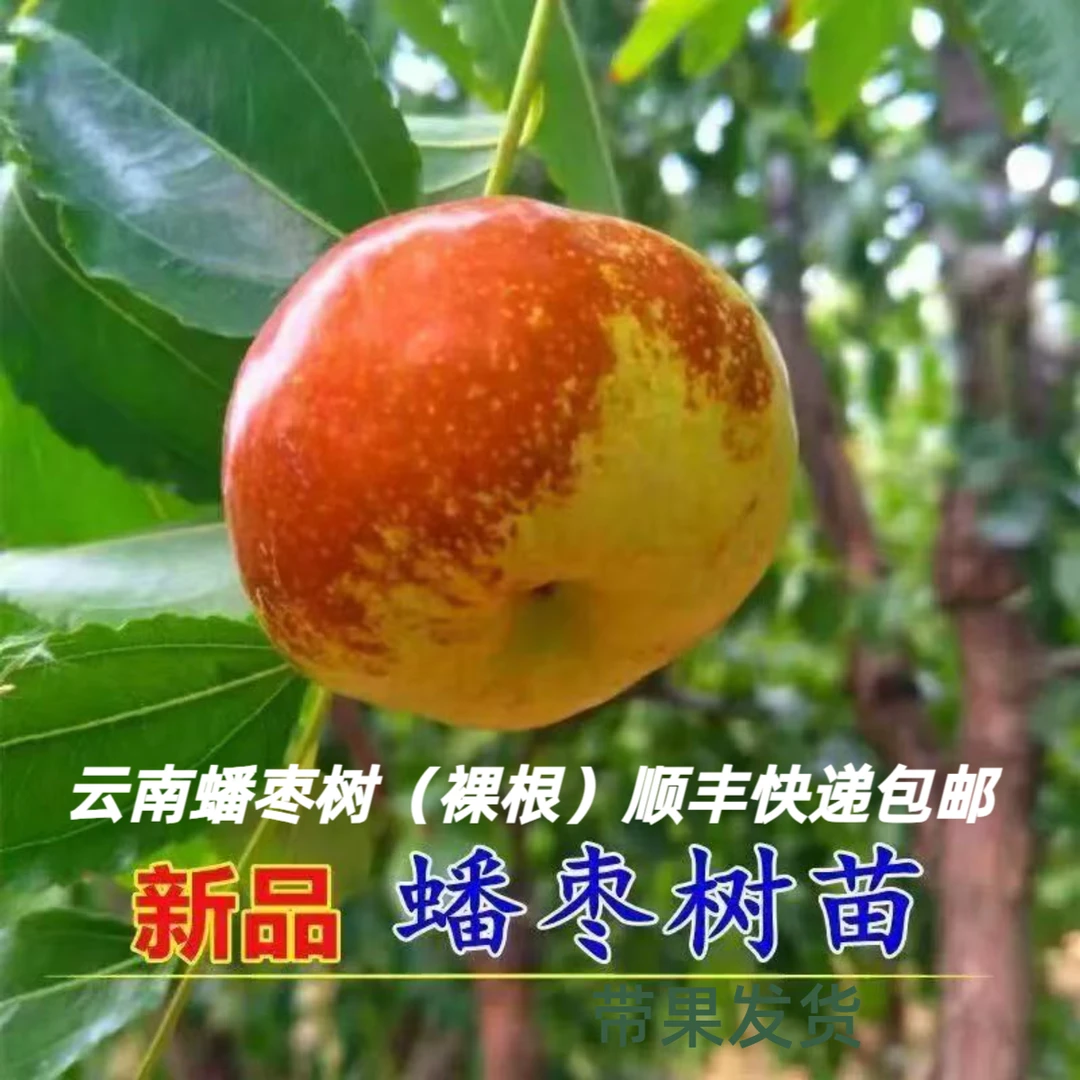 【一物一拍】云南蟠枣树盆栽地栽南北双方可种植包邮到家