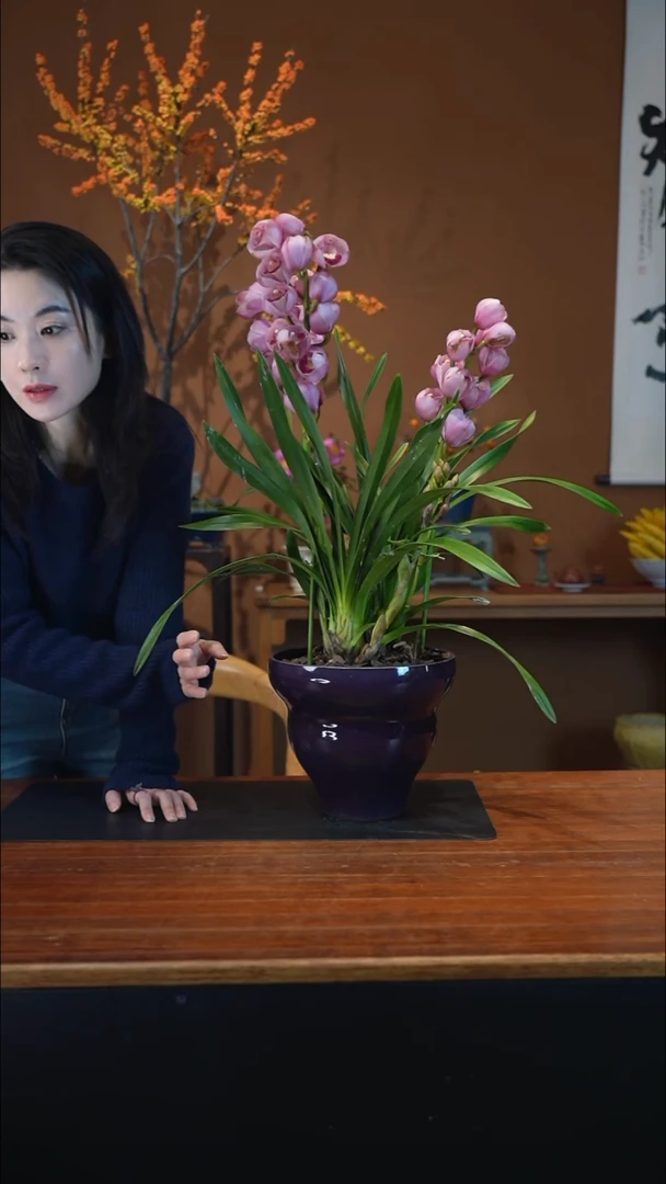 全部花朵粉黛紫葫芦盆景盆景盆景