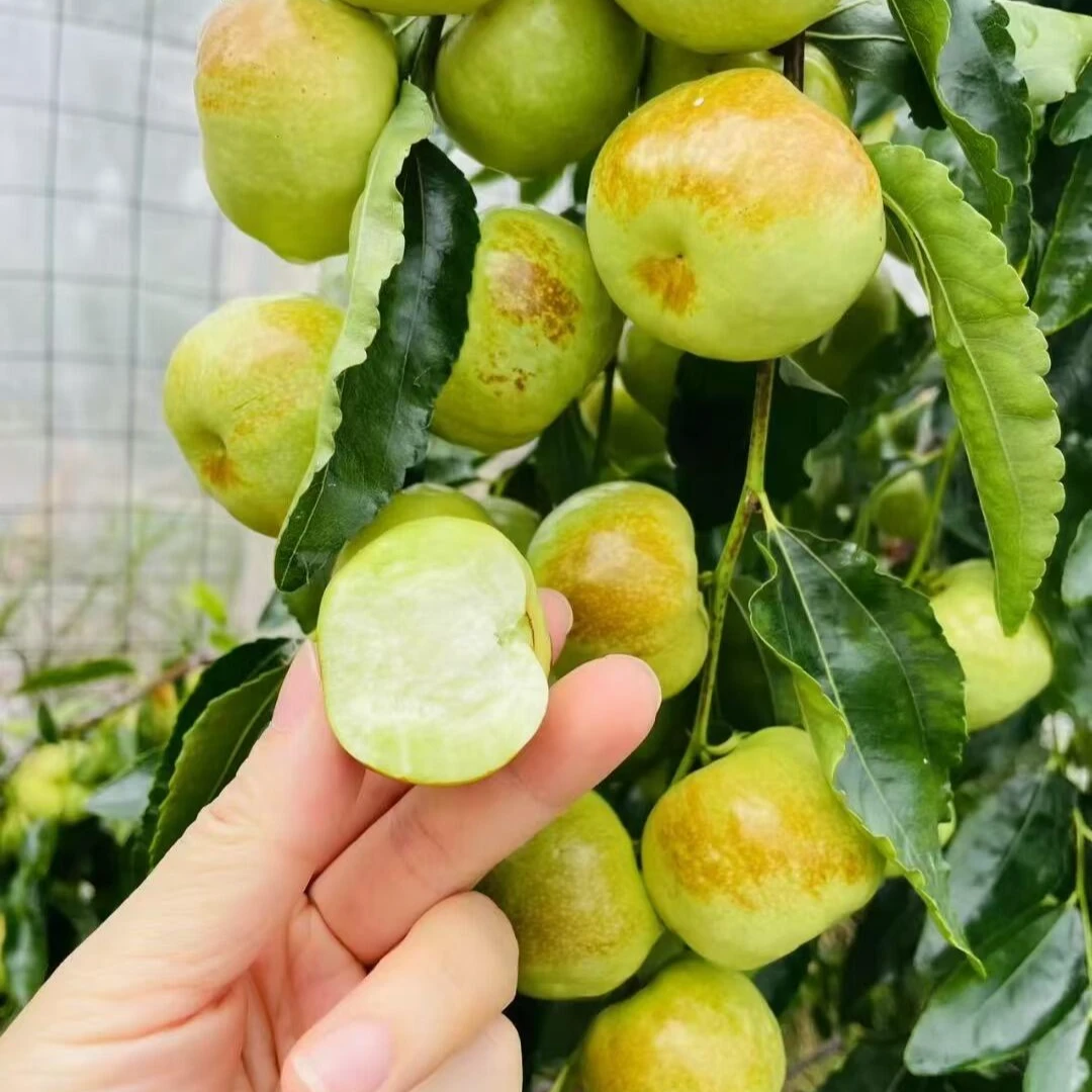 【蟠枣果树苗】嫁接苗脆甜多汁成活率高盆栽地栽南北方栽植果树