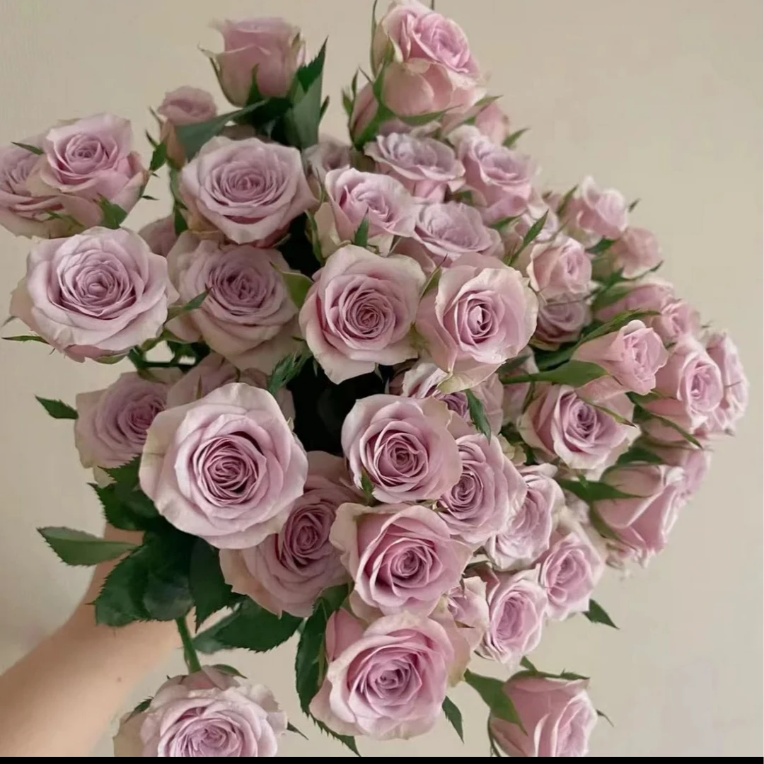 【莱拉】云南斗南基地现采现发品质好莱拉多头玫瑰10支