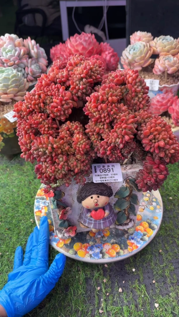 3****O昆明印象多肉0889的盆