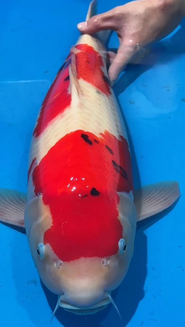 锦鲤佛山金隆锦鲤直播专用闪购链接，不支持7天无理由退货退款