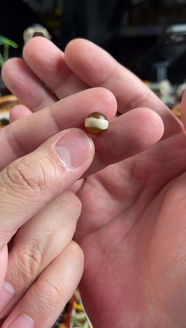 玛瑙/玉髓.未镶嵌王胖子文玩工作室一线1.0左右糖色