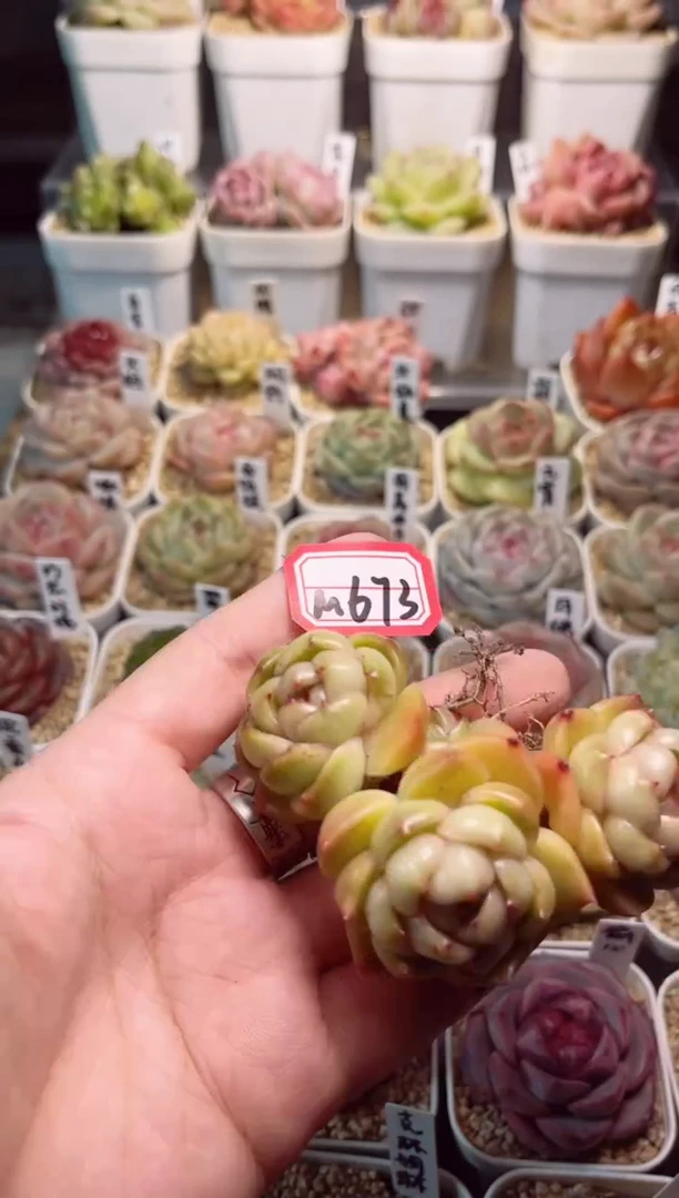 【闪购商品】M673皮埃拉一物一拍