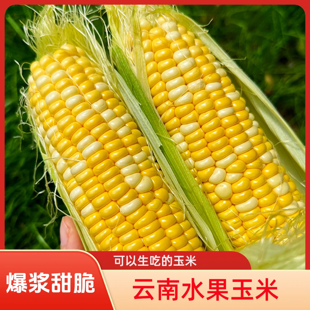 【精选】云南金银水果玉米新鲜现摘脆甜玉米爆浆嫩轻食整箱包邮