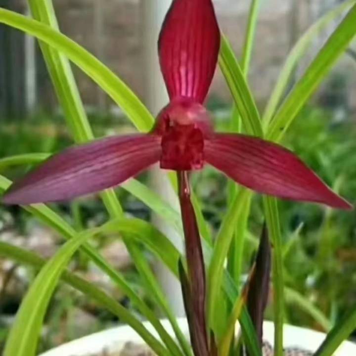 春兰-红塔宝石株高25cm左右