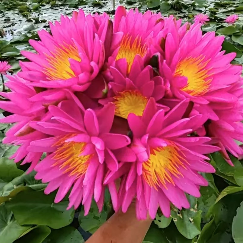 丝绸【大花丰花】带花苞水培花卉水生植物