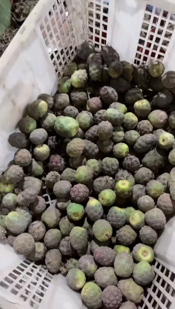 【闪购商品】习志野「无根」