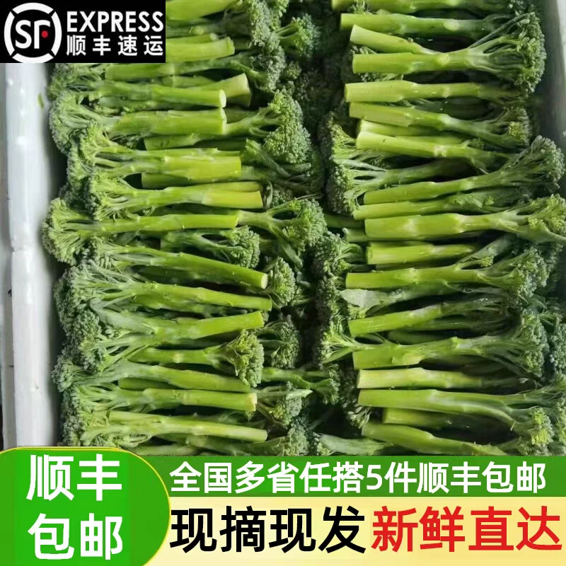 顺丰包邮现摘宁夏甜杆西兰苔新鲜苔西兰花苔西蓝花苔西蓝苔蔬菜