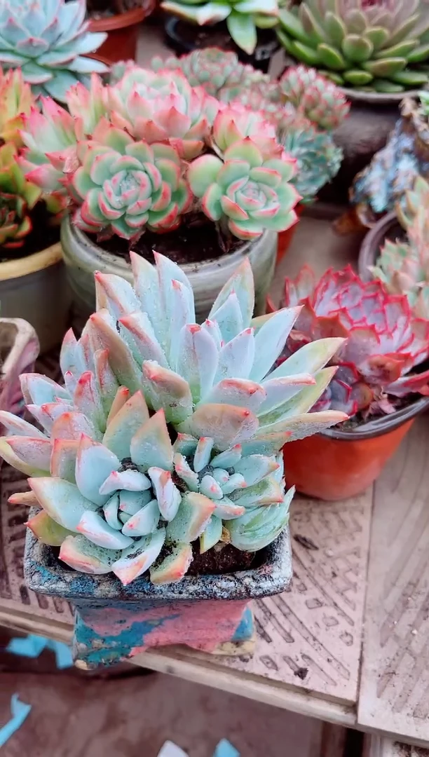 马*峰多肉植物一物一拍08119