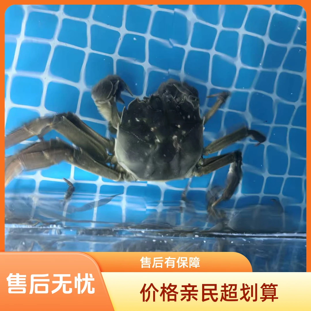 活蟹江苏大闸蟹公蟹5两/1只30元