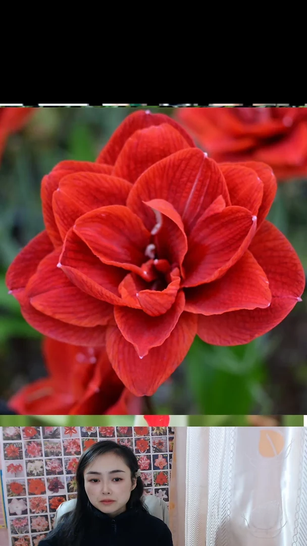 朱顶红樱桃妮芙6厘米