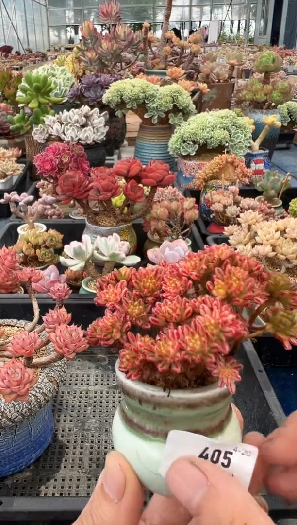 405         不带盆