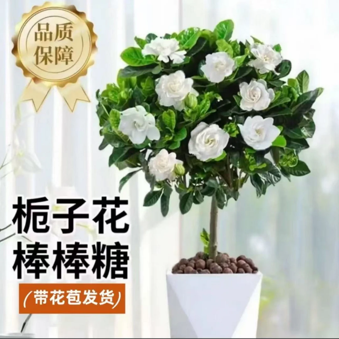 栀子花棒棒糖盆栽室内阳台带花苞独杆大叶树苗浓香型花卉植物