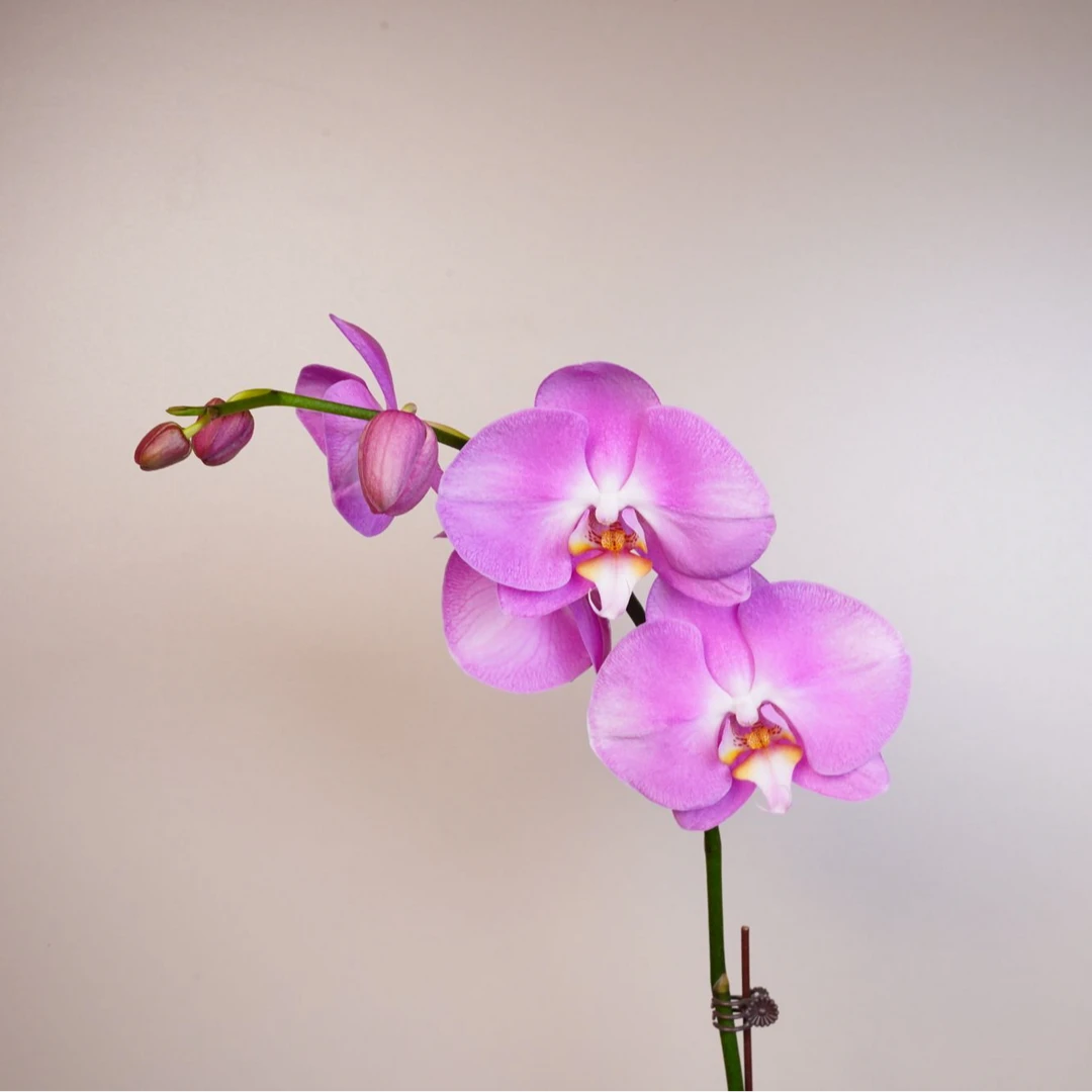 悠花里蝴蝶兰【粉红女郎】3.0寸带花带花苞开花珠发货