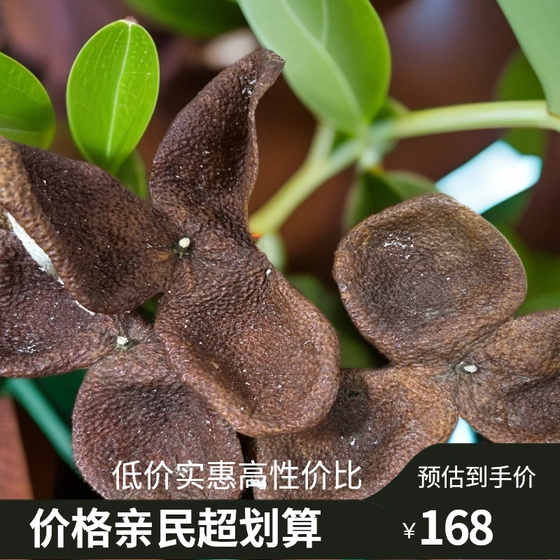 茶枝柑陈皮原料【玩家收藏】【金丝皮、罗汉果皮】口感甜糯独特