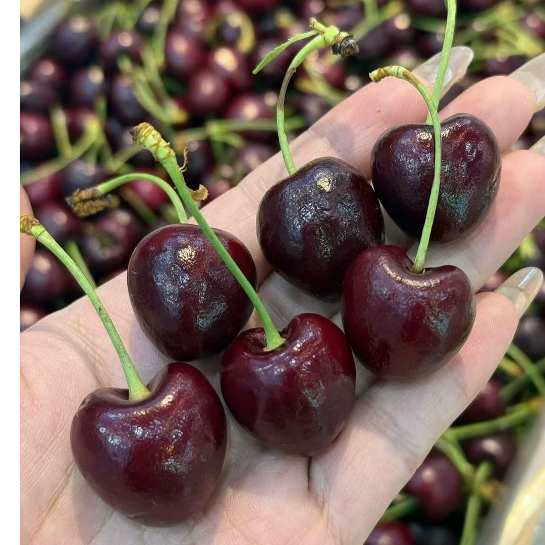 【1JD】智力海运车厘子桑提娜礼盒装5斤原箱（请当面验货）海运车厘子少量机械伤属于正常现象桑提娜智利