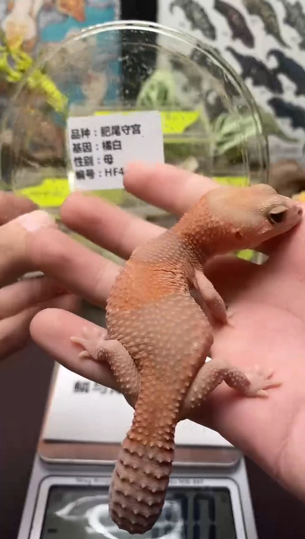 肥尾守宫鳞与尾 Scale Tail 爬宠HF4