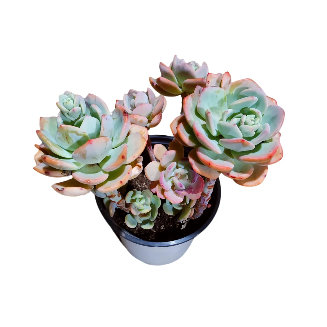 精品白月光多肉根系种植优选精选发货售后基地自产自销