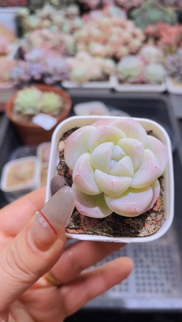 【闪购商品】212白体冰玉