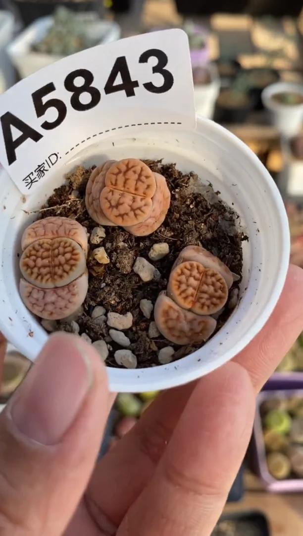 【闪购商品】5843直播一物一拍