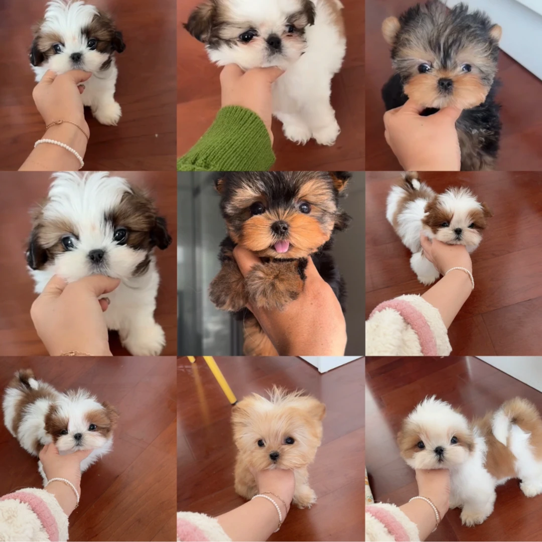 小草私宠韩版小体西施活体保健康