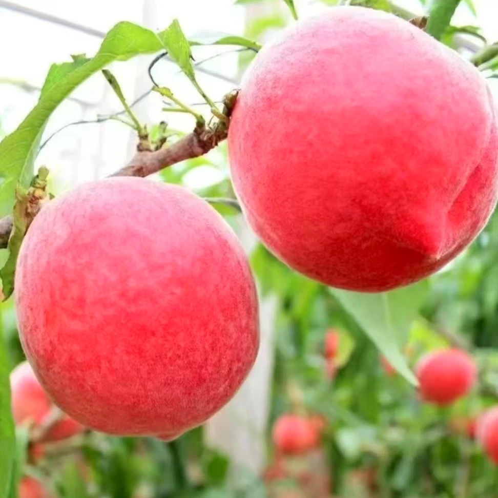 湖北宜昌精品大果单果100g-130g头茬脆甜水蜜桃新鲜采摘应季好吃