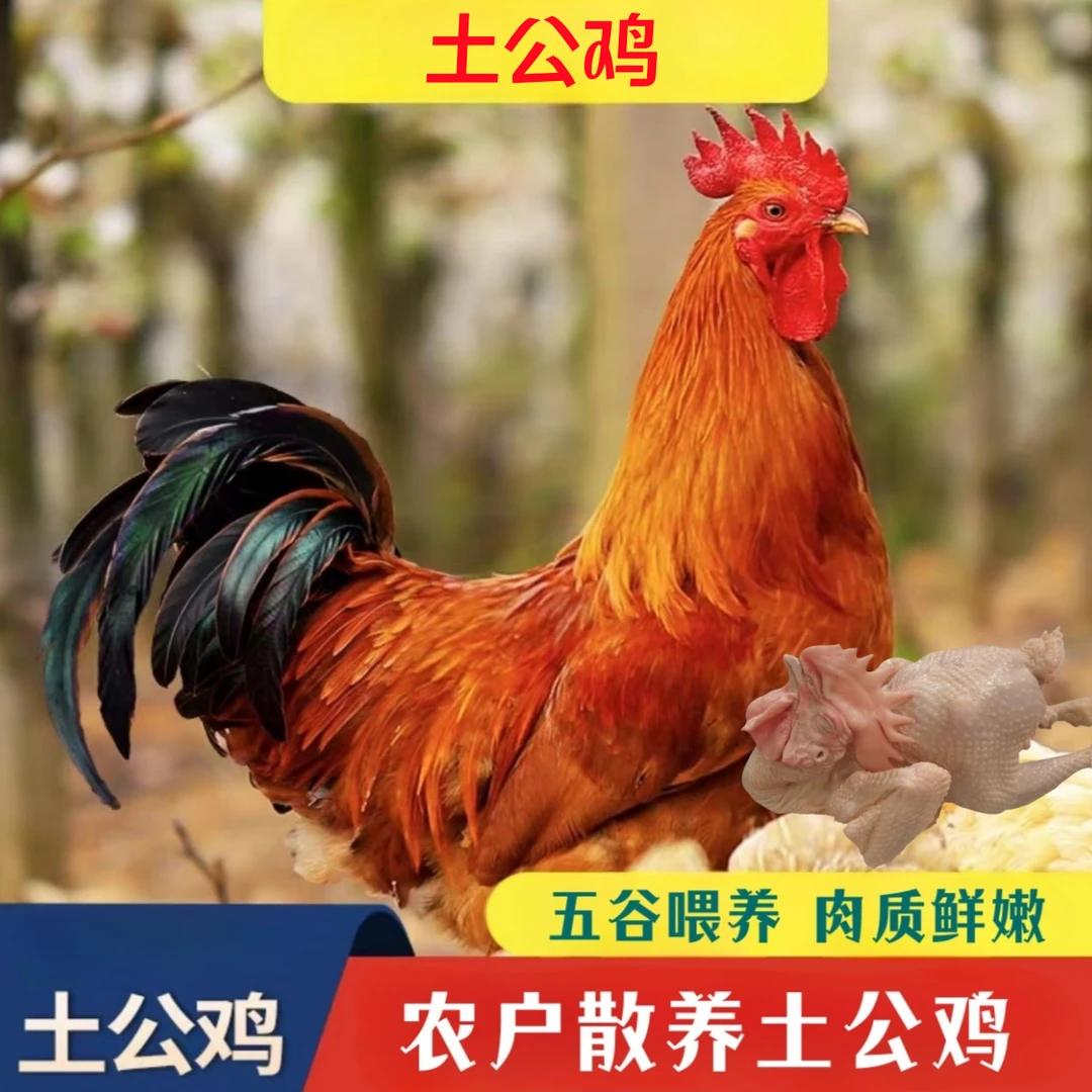 【大山4】现杀散养土公鸡买3送1 共4只毛重15-17斤净重9-10斤带内脏