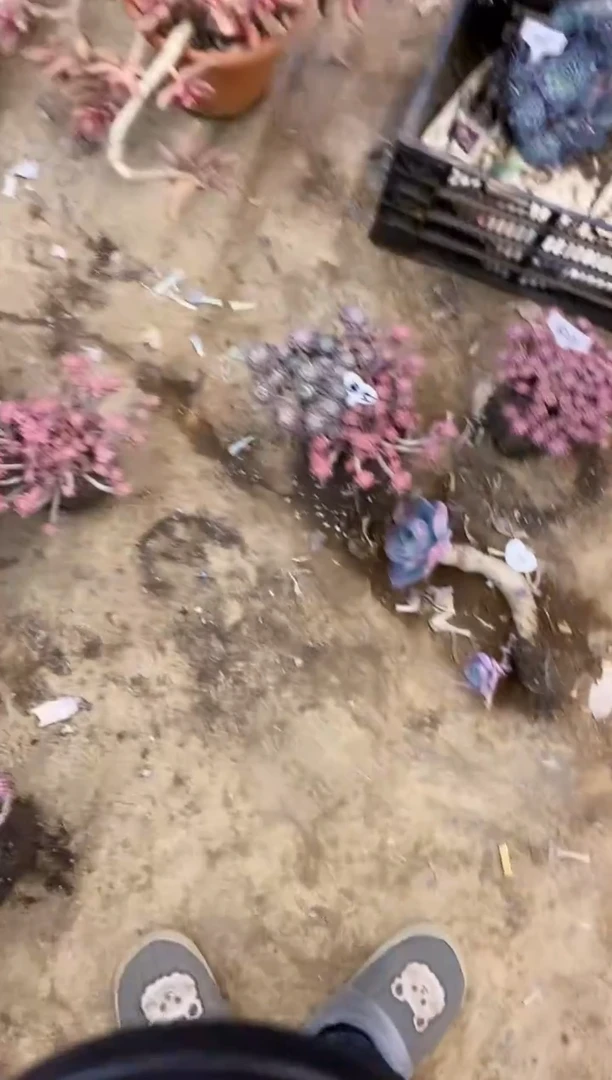 阳**丽                 39号￥26