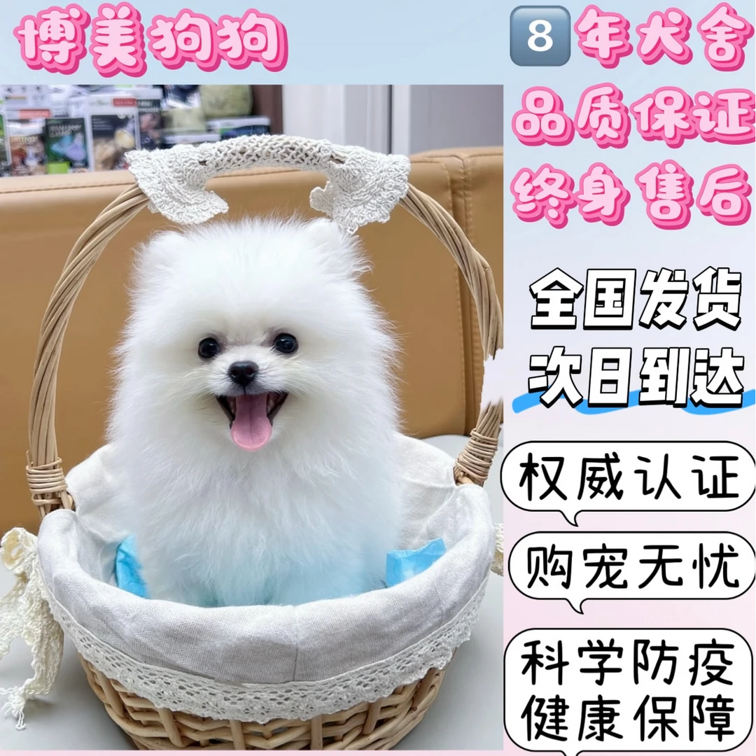 纯种博美幼犬茶杯犬小体犬