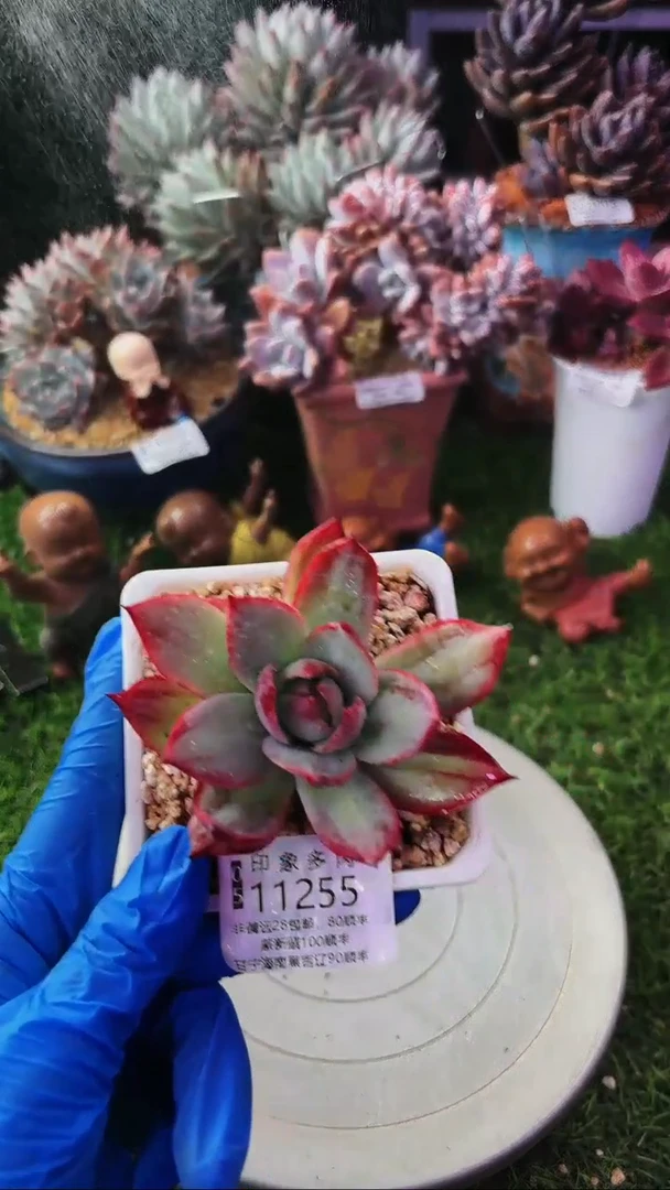 昆明印象多肉11255