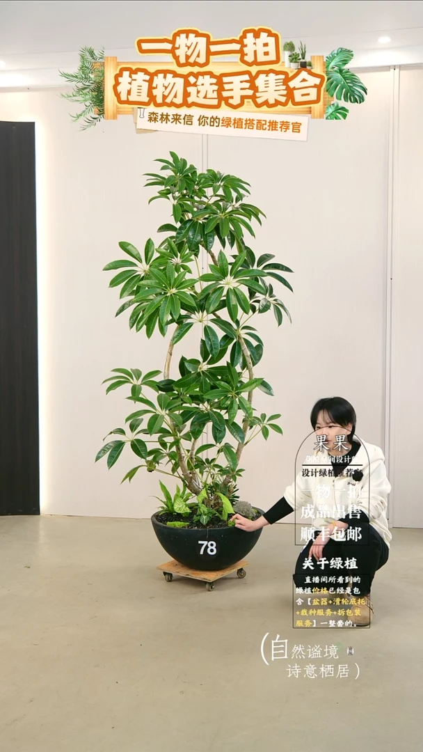 完全开放黑*日本进口保罗大叶伞连盆种好栽好一整套送货上门