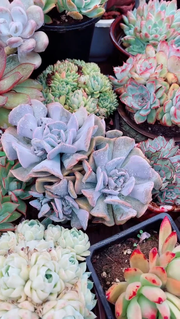 09056多肉植物一物一拍