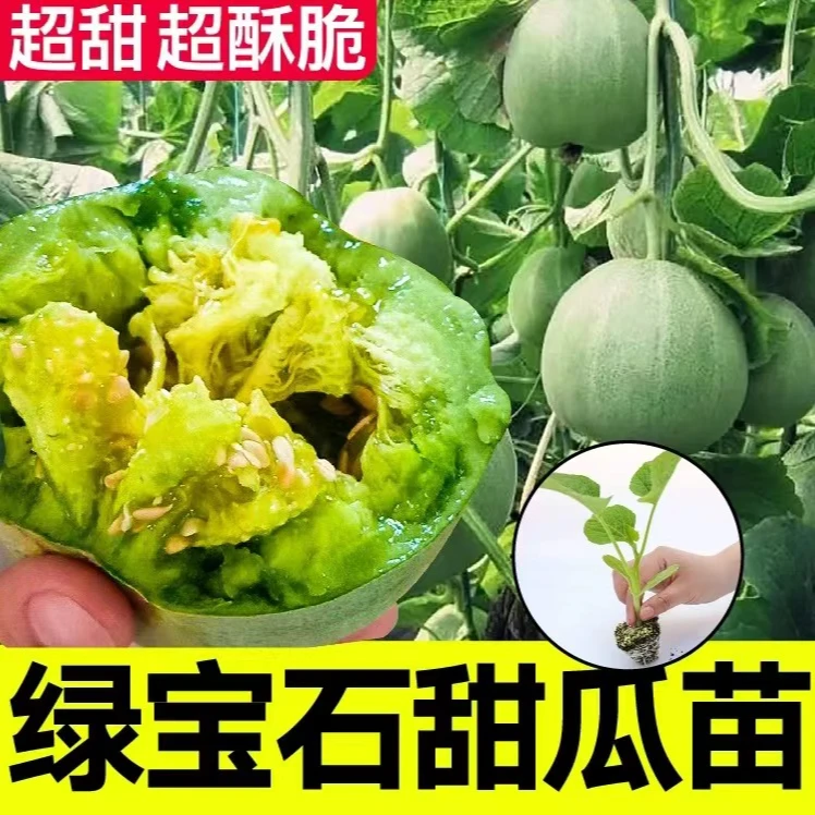 绿宝石甜瓜苗秧超甜香瓜苗早熟高糖羊角蜜四季栽阳台盆栽蔬果菜苗