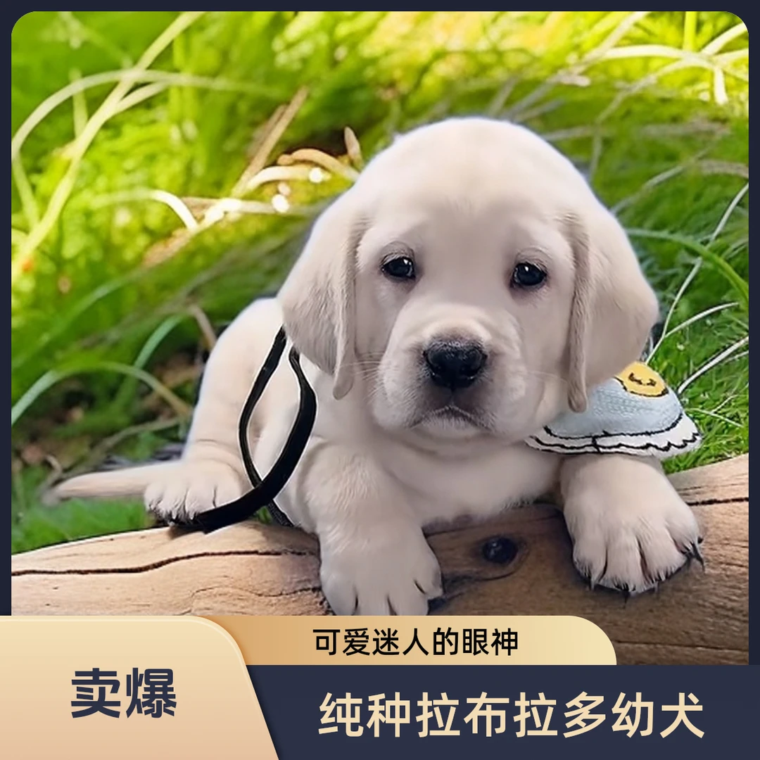 【恩善】拉布拉多活体宠物